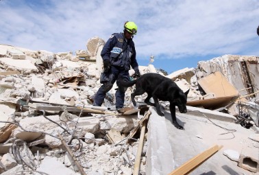 a guide dog searching for dead bodies in the haiti earthquake